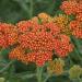 Perene: Achillea millefolium Orange Yarrow - hajdučka trava , slika1
